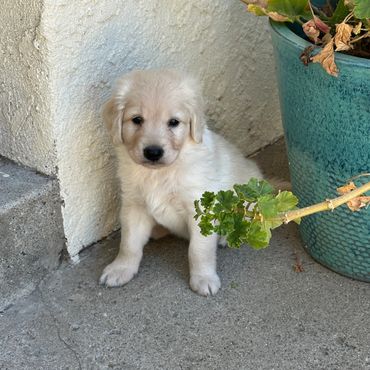 A fluffy golden retriever puppy sitting beside a green potted plant outdoors.