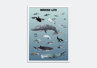 Poster of marine life illustrations.