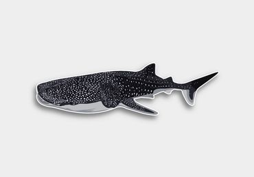 Illustration of a whale shark.