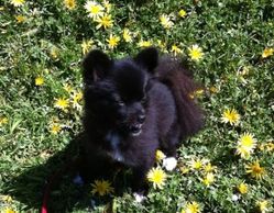 Small black pomeranian dog standing on grass with yellow flowers.