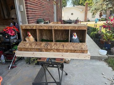 Single rollaway nesting box