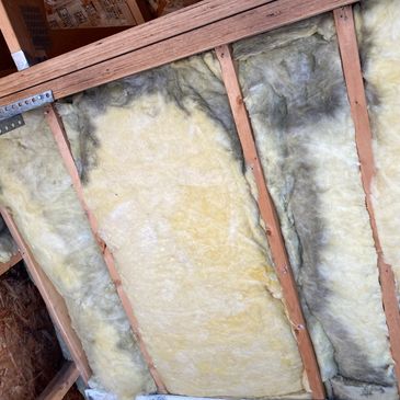 Mold found behind insulation