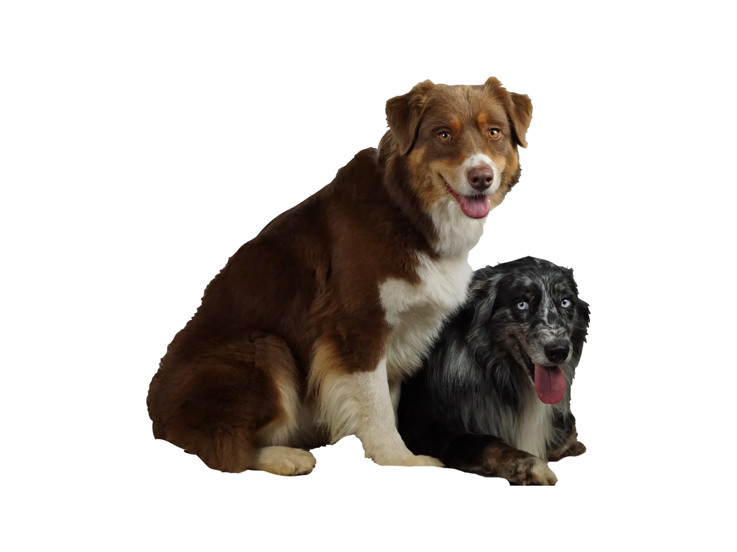 Boarding Buddy Tallahassee