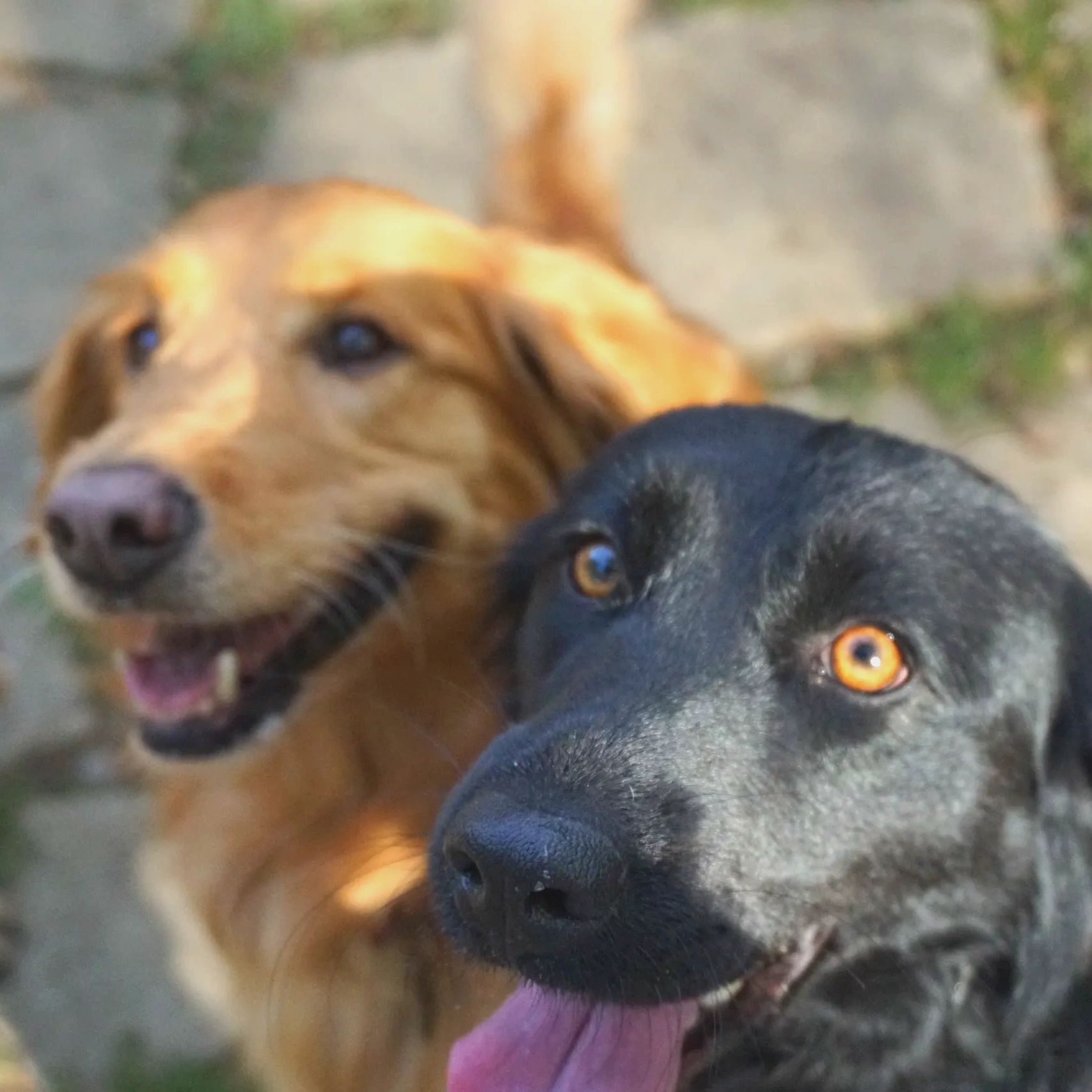 Close-up of happy black and golden retriever dogs outdoors.