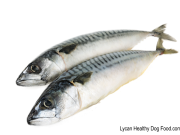 Lycandogfood.com Wild Sardines Best dog food Natural dog food & treats Species Appropriate Diet