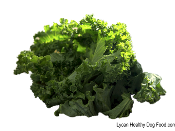 Lycandogfood.com Kale Greens Best dog food Natural dog food & treats Species Appropriate Diet