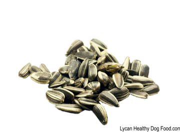 Lycandogfood.com Sunflower seeds Best dog food Natural dog food & treats Species Appropriate Diet