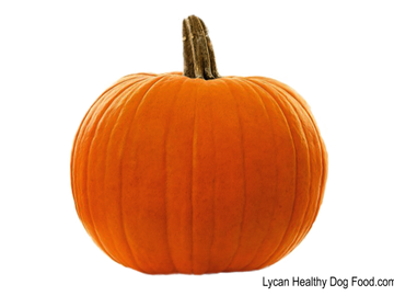 Lycandogfood.com Pumpkin Best dog food Natural dog food & treats Species Appropriate Diet