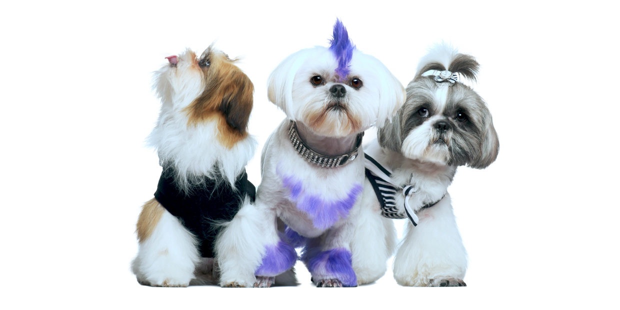 Lycan Dog food, Fresh natural dog food, complete and balanced nutrition, best cancer fight