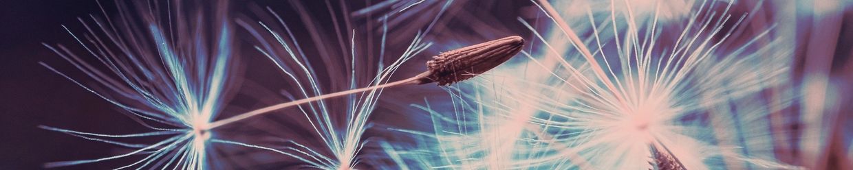 Close-up of dandelion seeds with a blurred purple background.