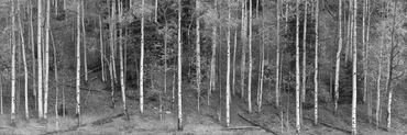 black and white photography,  Gerald Hill photography, aspen tree's, Colorado, pano, fall, scenic  