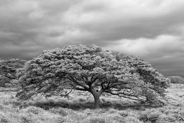 black and white photography,  Gerald Hill photography, for sale,  Hawaiian landscape photography, , 