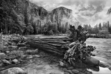 black and white photography,  Gerald Hill photography, Yosemite Valley, Tree in river, washed ashor 