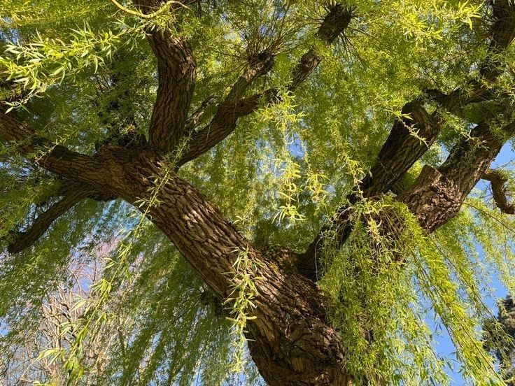 View looking up at a large tree with long, hanging green leaves against a blue sky.
