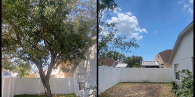 Professional tree health care services in Lutz, FL, promoting tree vitality and disease prevention.