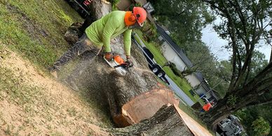 Tree professional cutting a large tree for safe removal, ensuring property safety and expert service