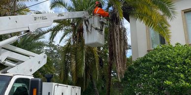 Professional tree trimming to enhance tree health, improve safety, in Tampa bay to look great