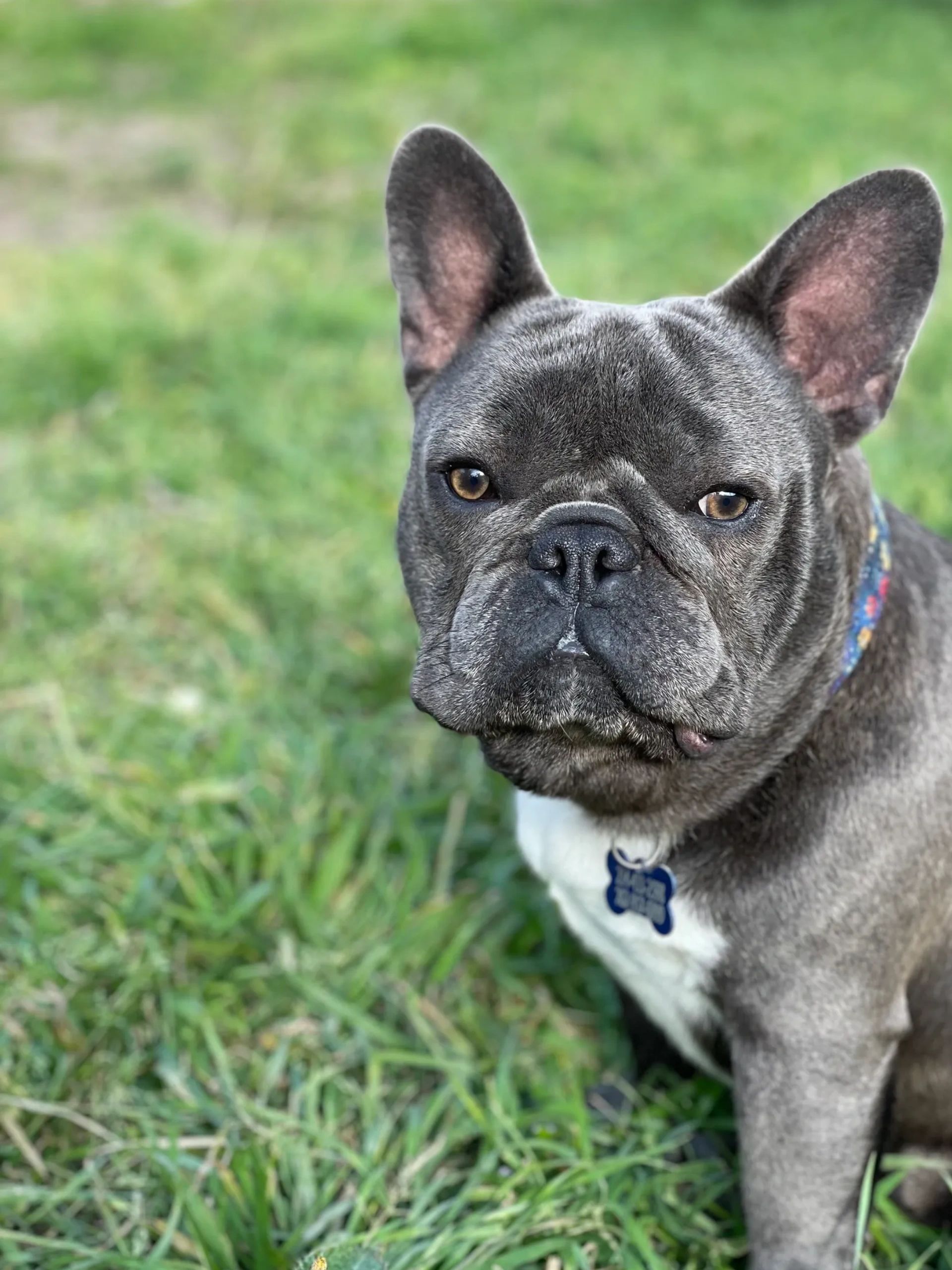French Bulldog Rescue French Bulldog Rescue