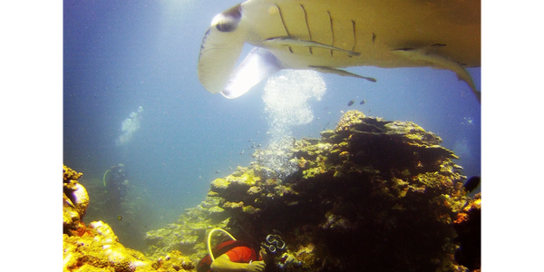 Ishigaki Manta Ray