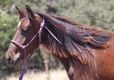 Brown horse with a purple halter in a natural setting.