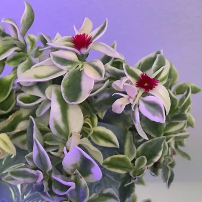 Succulent Plant with Red Flowers