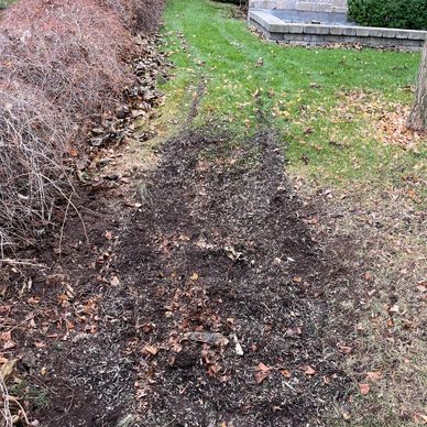Tire tracks on a patch of soil and grass near a bush.