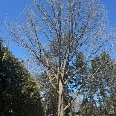 A leafless tree stands tall under a clear blue sky.