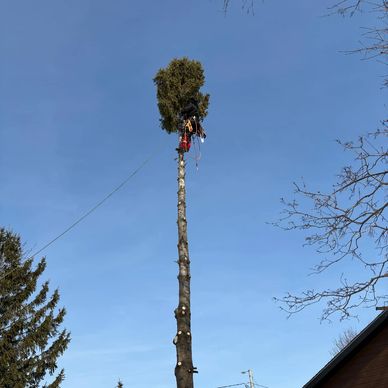 Person climbing a tall tree with foliage at the top against a clear blue sky.