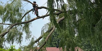 Arborist climbing a large tree branch with safety gear.