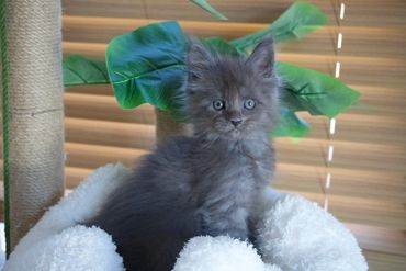 Fluffy gray kitten sitting on a soft white blanket with green leaves in the background.
