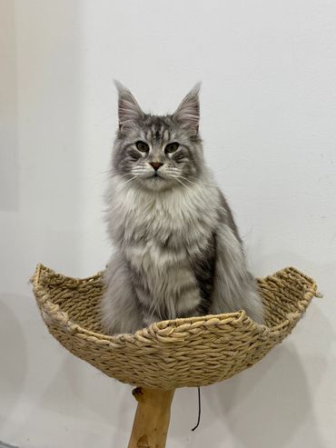 Fluffy gray cat sitting regally in a woven basket bed.