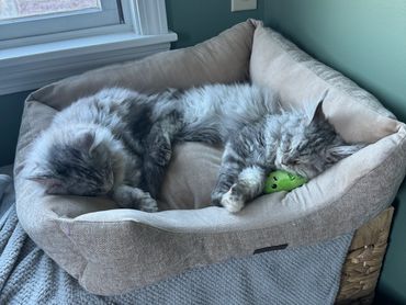 Two fluffy cats sleeping together in a cozy bed by the window.