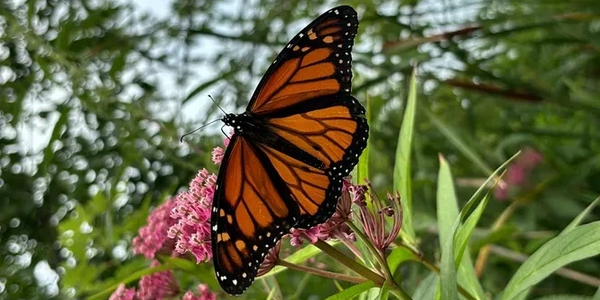A vibrant monarch butterfly on pink flowers in a green garden.