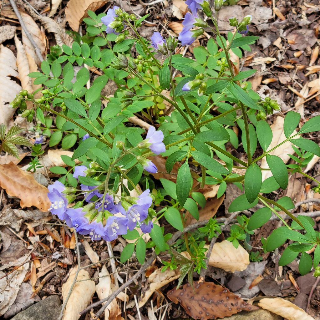 Green leafy plant with clusters of small, light purple flowers among dry leaves.