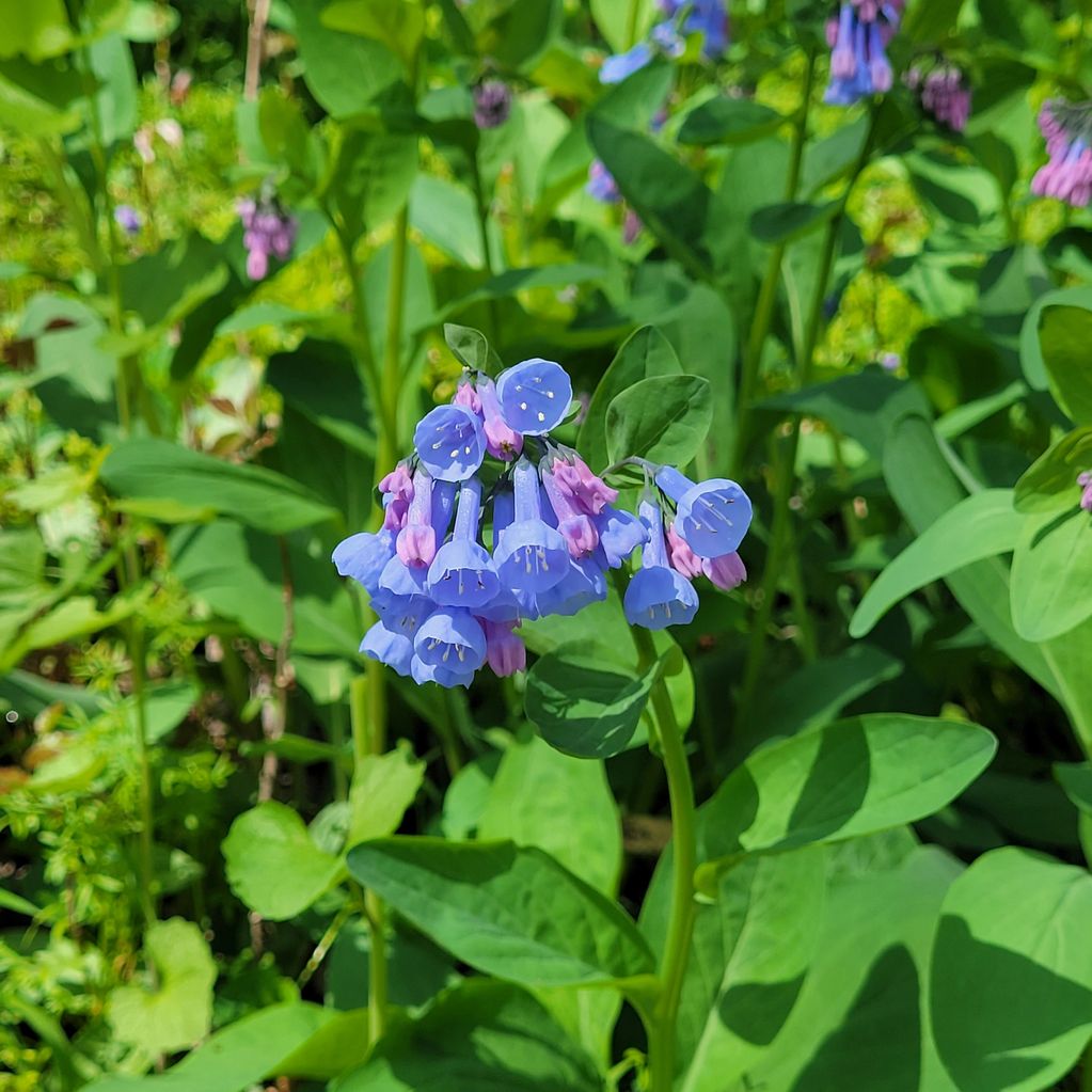 Close-up of delicate blue and pink bell-shaped flowers with green leaves.