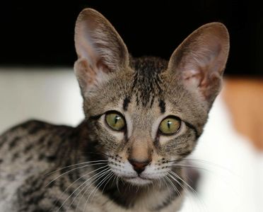Big Eared Savannah Kitten, Alberta Savannahs