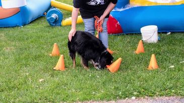 Dog training exercise