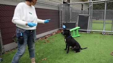 dog training