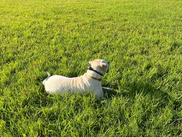 Private one on one dog lesson with a dog trainer to practice obedience skills or iron out behaviors