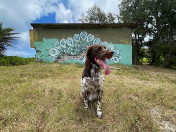 Board and train programs to prepare for AKC certifications in Hawaii