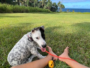 Puppy board and train program and socialization with one of dog trainers and e collar tools