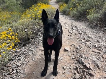 Day training for all dogs including aggressive and reactive breeds. AKC certifications too.