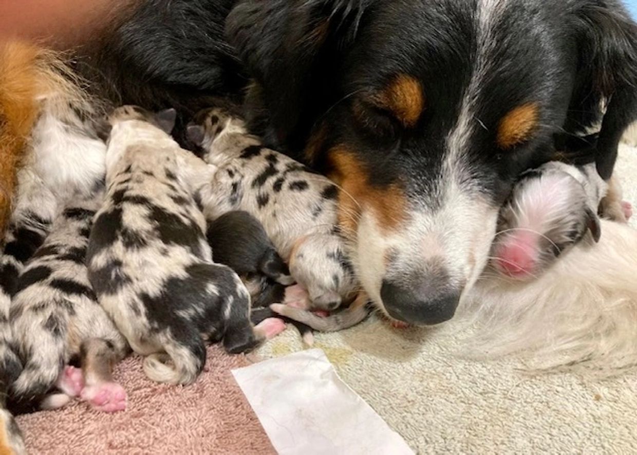 Mama Aussie with baby puppies