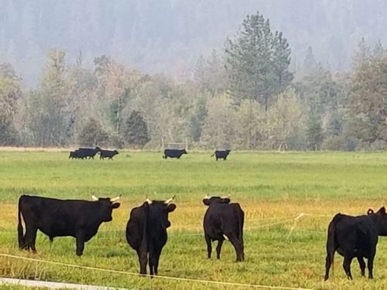 Dexter Cattle grazing in Southern Oregon