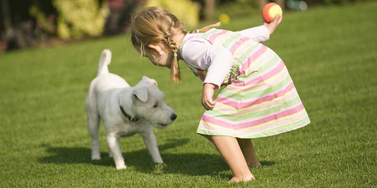 A young girl plays fetch with a small white dog on the grass.