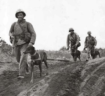 Marines with Dobermans during WWII Military working dogs and handlers.