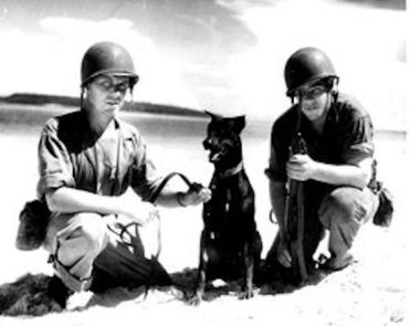 Marines with Doberman Working Military dog during World War II, WWII