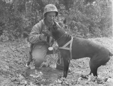 Doberman war dog of World War II with handler. Militairy working dogs.