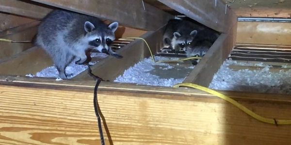 Two raccoons exploring an attic space with insulation and cables.