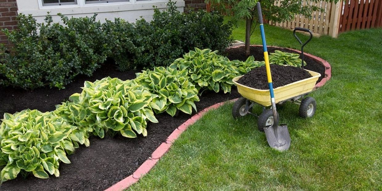 Wheelbarrow filled with mulch beside a freshly mulched garden bed with green plants.